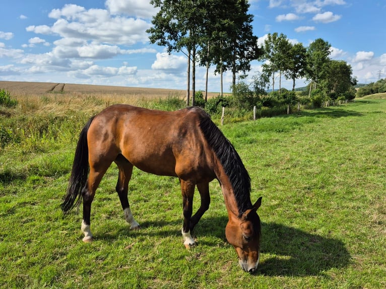 Caballo de deporte irlandés Caballo castrado 18 años 165 cm Castaño in Varel