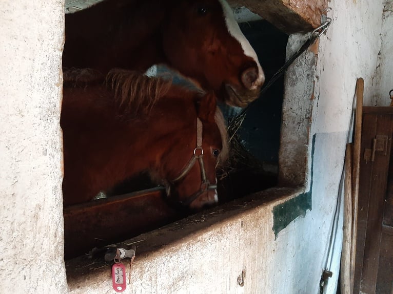 Caballo de deporte irlandés Caballo castrado 18 años Alazán in Techentin