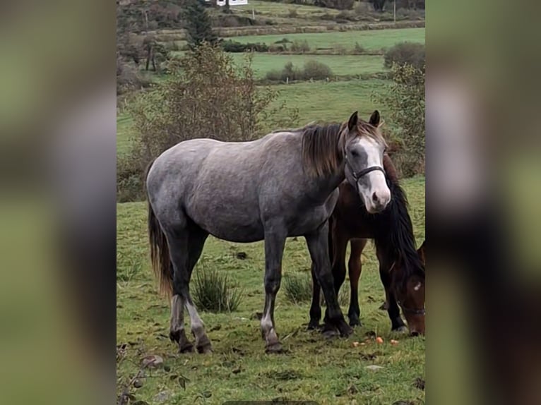 Caballo de deporte irlandés Caballo castrado 1 año 168 cm Tordo in Mayo