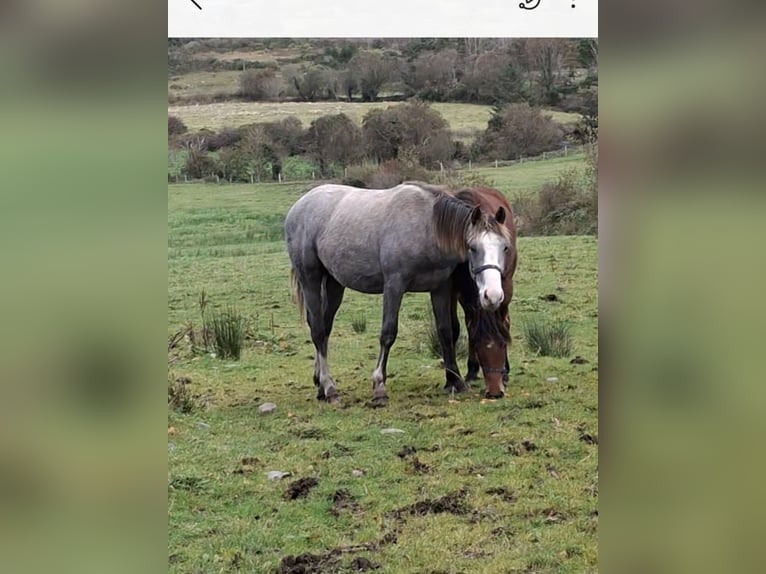 Caballo de deporte irlandés Caballo castrado 1 año 168 cm Tordo in Mayo
