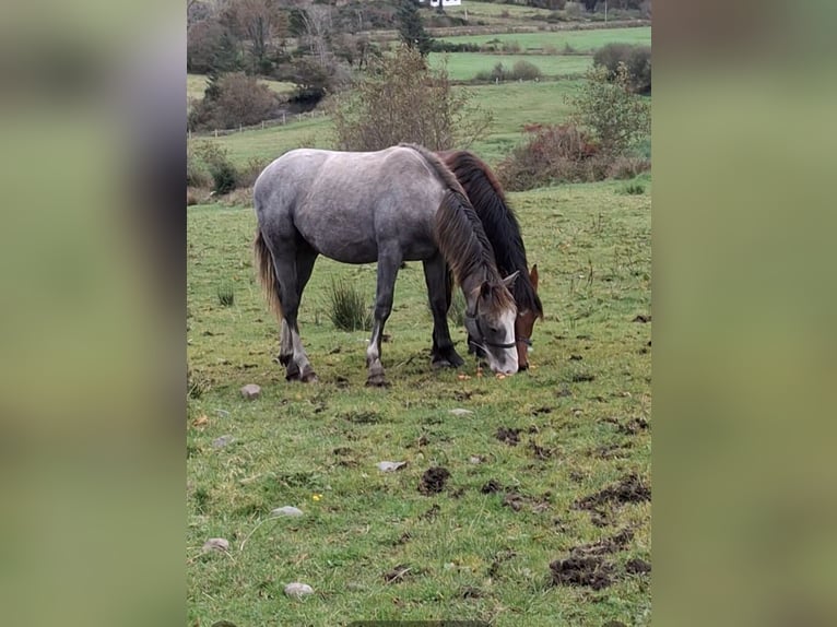 Caballo de deporte irlandés Caballo castrado 1 año 168 cm Tordo in Mayo