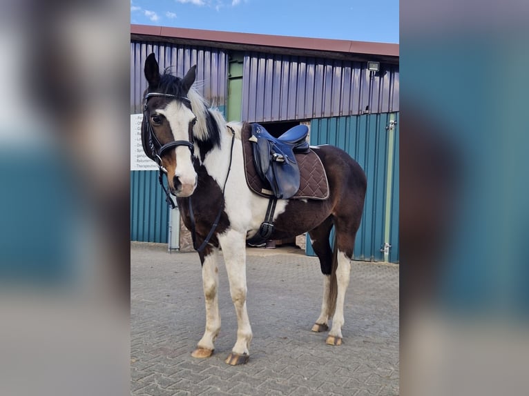 Caballo de deporte irlandés Caballo castrado 20 años 152 cm Pío in Lingen
