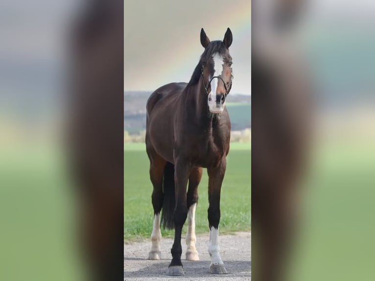 Caballo de deporte irlandés Caballo castrado 20 años 174 cm Castaño in Bad Tennstedt