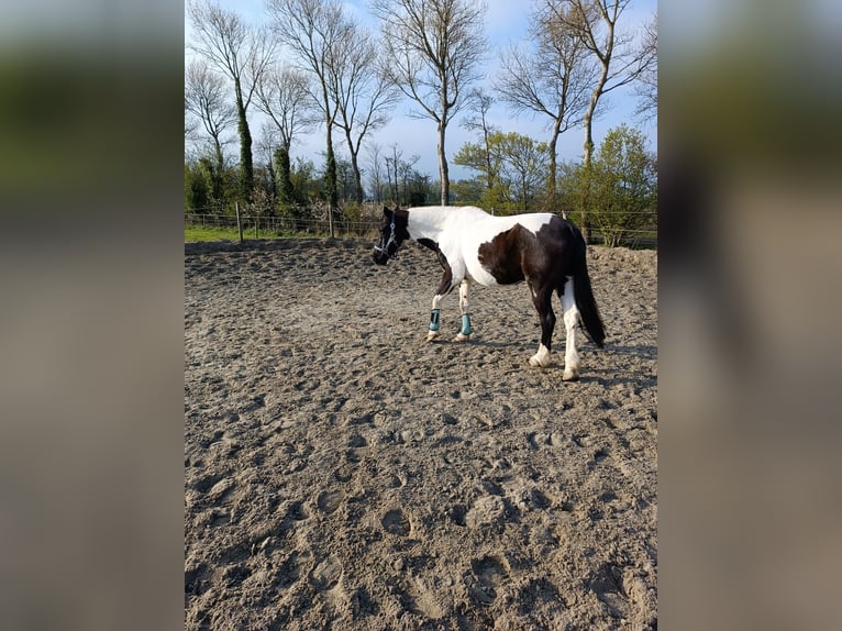 Caballo de deporte irlandés Caballo castrado 21 años 150 cm in Darmstadt