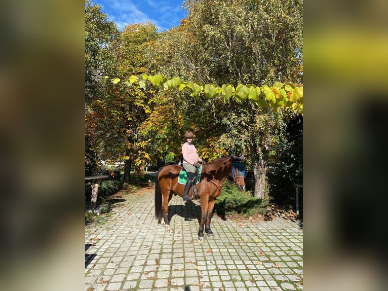 Caballo de deporte irlandés Caballo castrado 21 años 168 cm Castaño in Ardon