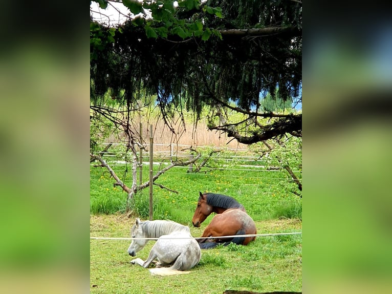 Caballo de deporte irlandés Caballo castrado 22 años 168 cm Castaño in Ardon