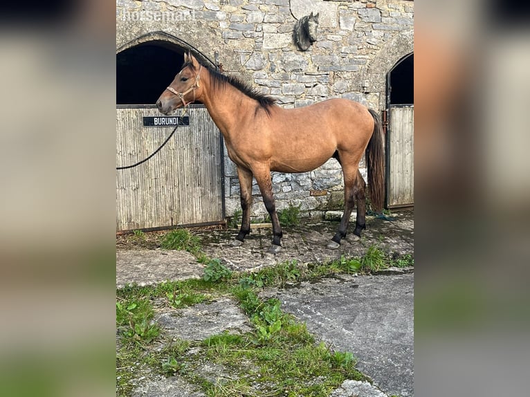 Caballo de deporte irlandés Caballo castrado 2 años 165 cm Bayo in Schenectady