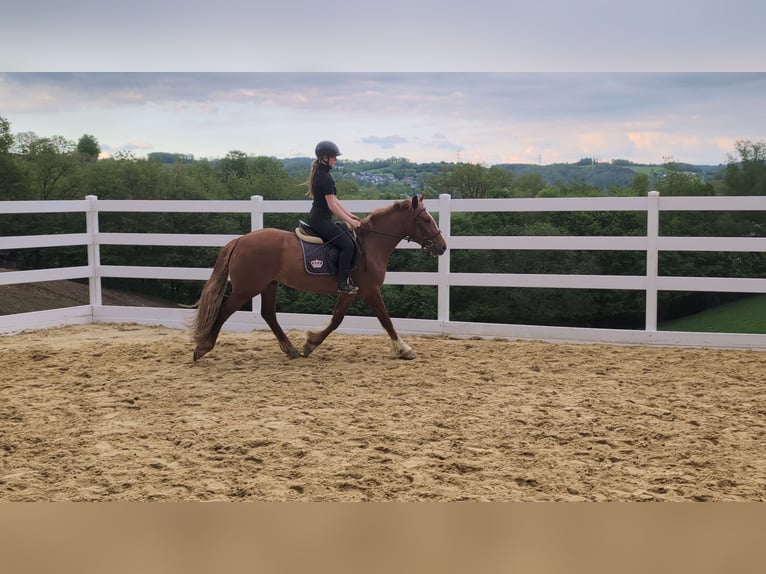 Caballo de deporte irlandés Caballo castrado 3 años 151 cm Alazán in Morsbach