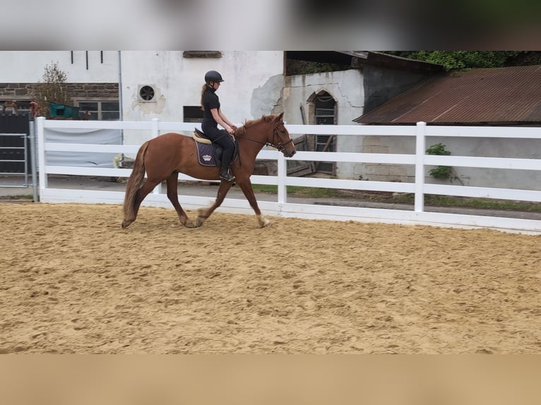 Caballo de deporte irlandés Caballo castrado 3 años 151 cm Alazán in Morsbach