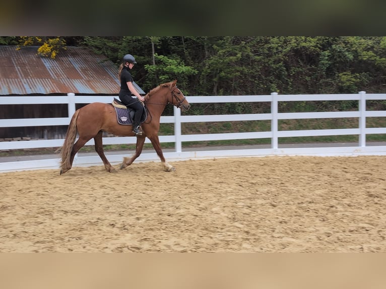 Caballo de deporte irlandés Caballo castrado 3 años 151 cm Alazán in Morsbach