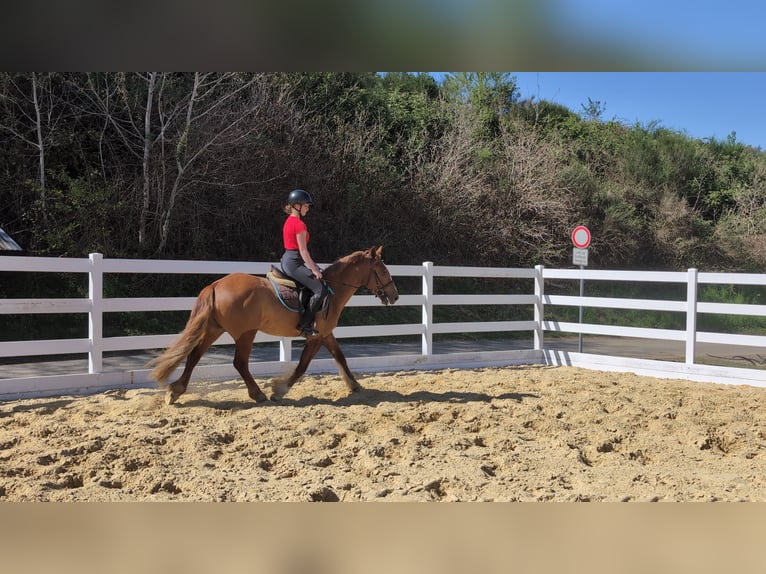 Caballo de deporte irlandés Caballo castrado 3 años 151 cm Alazán in Morsbach