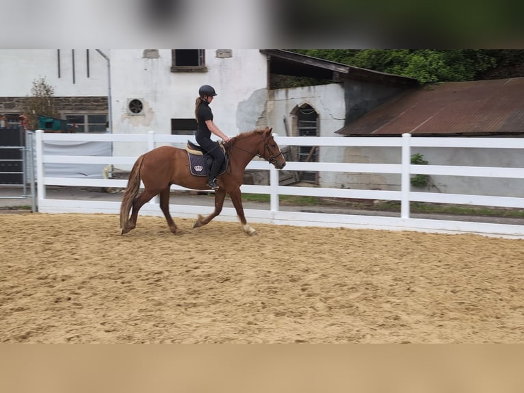 Caballo de deporte irlandés Caballo castrado 3 años 151 cm Alazán in Morsbach