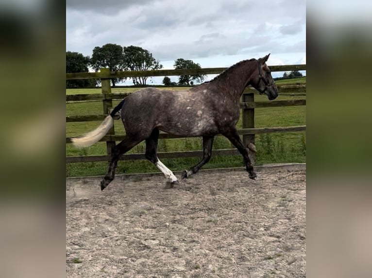 Caballo de deporte irlandés Caballo castrado 3 años 157 cm Tordo in Galway