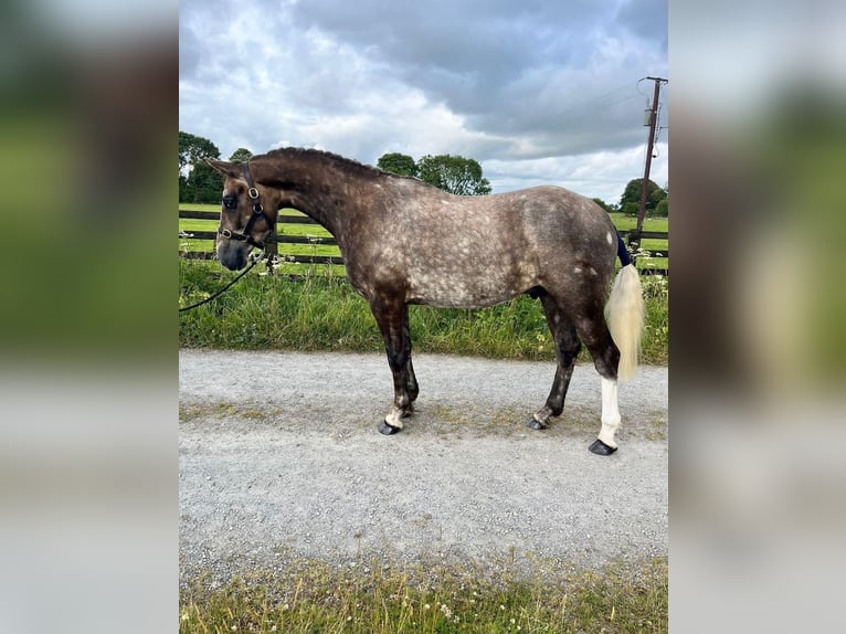 Caballo de deporte irlandés Caballo castrado 3 años 157 cm Tordo in Galway