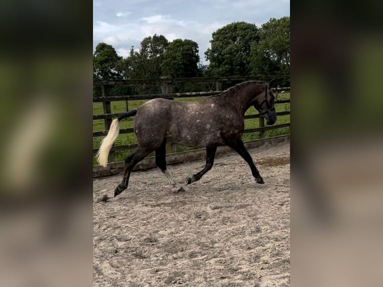 Caballo de deporte irlandés Caballo castrado 3 años 157 cm Tordo in Galway