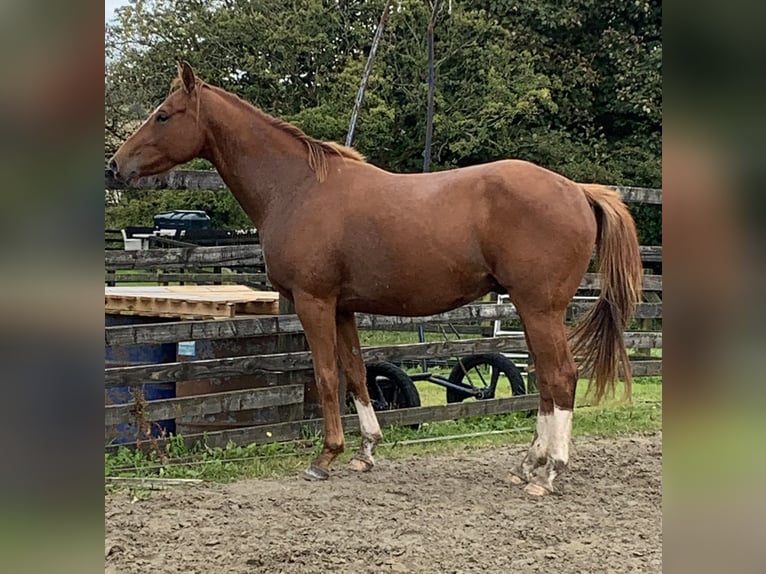 Caballo de deporte irlandés Caballo castrado 3 años 158 cm Alazán-tostado in Mayo