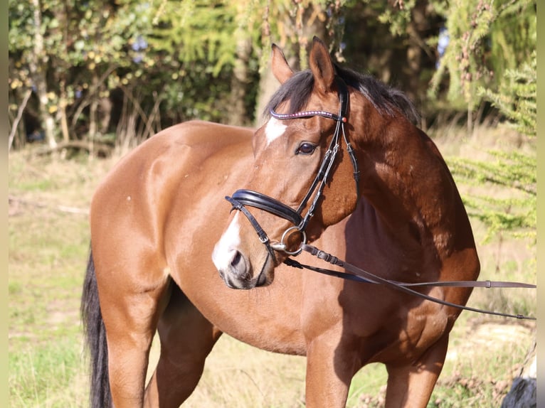 Caballo de deporte irlandés Mestizo Caballo castrado 3 años 160 cm Castaño in uelsen