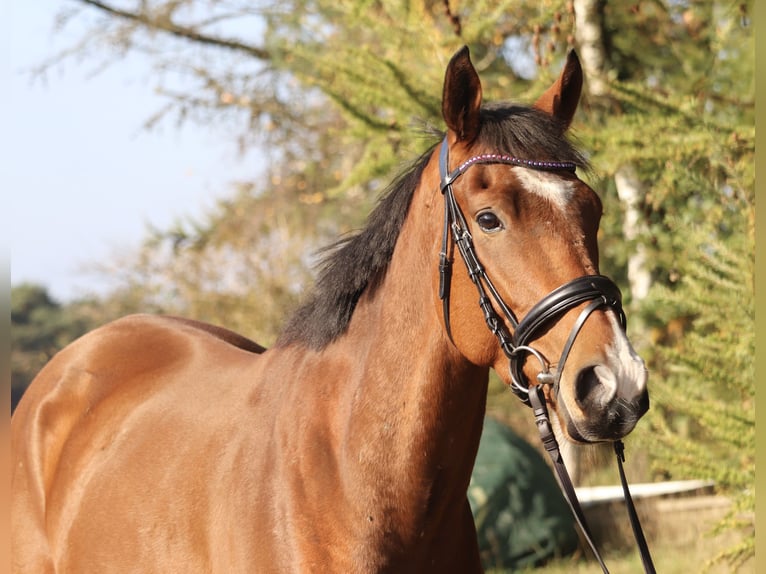 Caballo de deporte irlandés Mestizo Caballo castrado 3 años 160 cm Castaño in uelsen