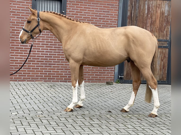 Caballo de deporte irlandés Caballo castrado 3 años 162 cm Alazán in Zieuwent