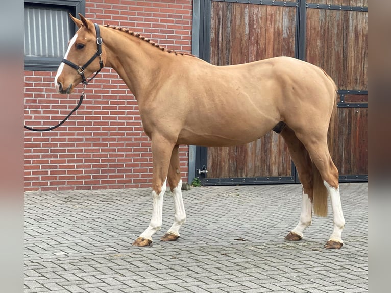 Caballo de deporte irlandés Caballo castrado 3 años 162 cm Alazán in Zieuwent