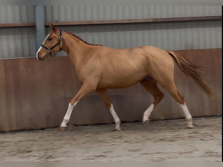 Caballo de deporte irlandés Caballo castrado 3 años 162 cm Alazán in Zieuwent