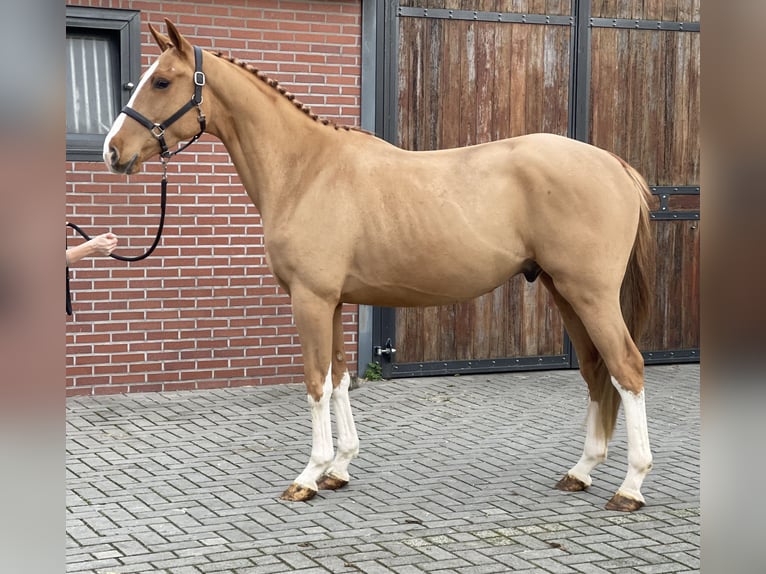 Caballo de deporte irlandés Caballo castrado 3 años 162 cm Alazán in Zieuwent