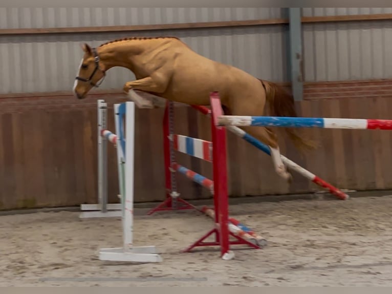 Caballo de deporte irlandés Caballo castrado 3 años 162 cm Alazán in Zieuwent