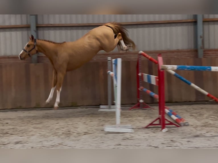 Caballo de deporte irlandés Caballo castrado 3 años 162 cm Alazán in Zieuwent