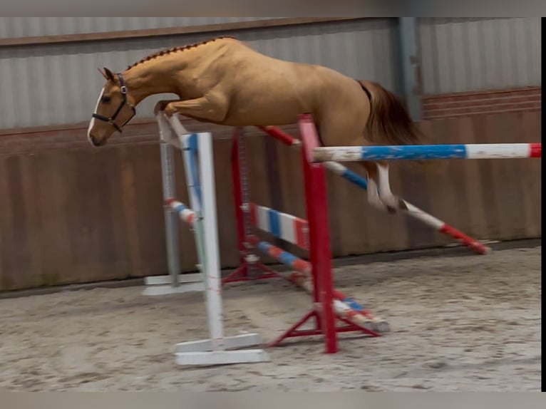 Caballo de deporte irlandés Caballo castrado 3 años 162 cm Alazán in Zieuwent