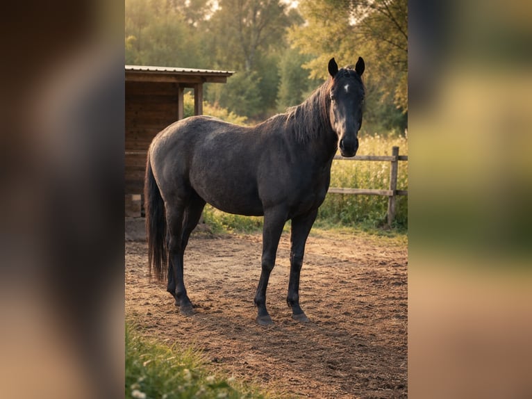 Caballo de deporte irlandés Caballo castrado 3 años 163 cm Negro in Norderstedt