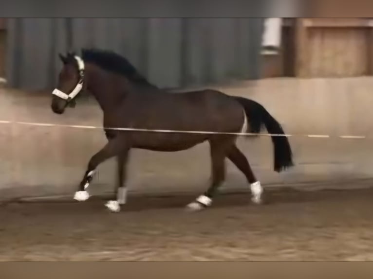 Caballo de deporte irlandés Caballo castrado 3 años 164 cm Castaño in Leonberg