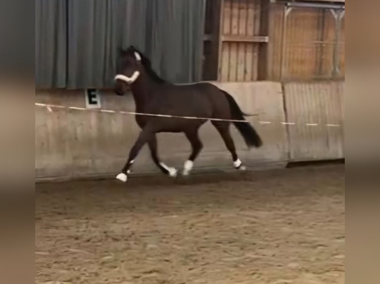 Caballo de deporte irlandés Caballo castrado 3 años 164 cm Castaño in Leonberg