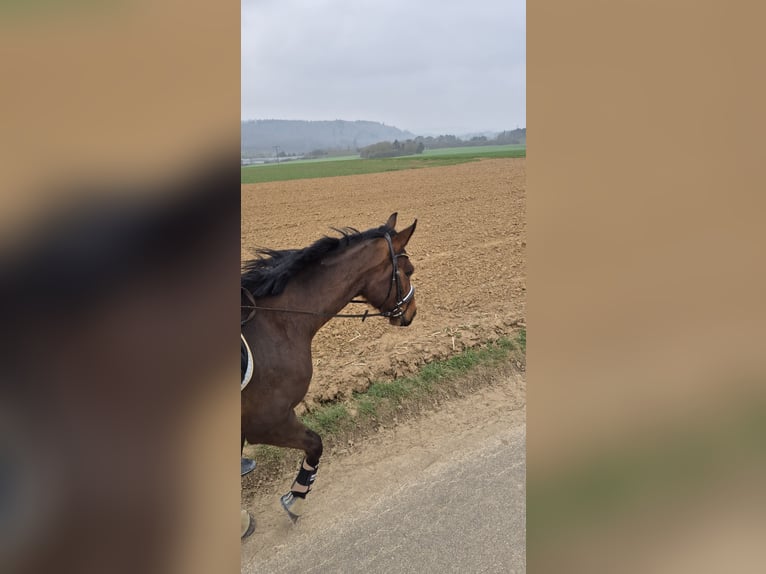 Caballo de deporte irlandés Caballo castrado 3 años 164 cm Castaño in Leonberg