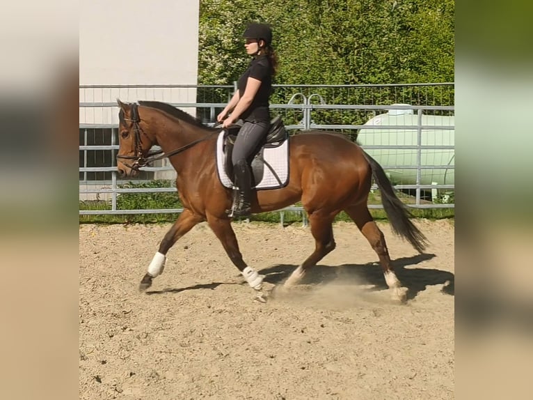 Caballo de deporte irlandés Caballo castrado 3 años 165 cm Castaño in Blomberg