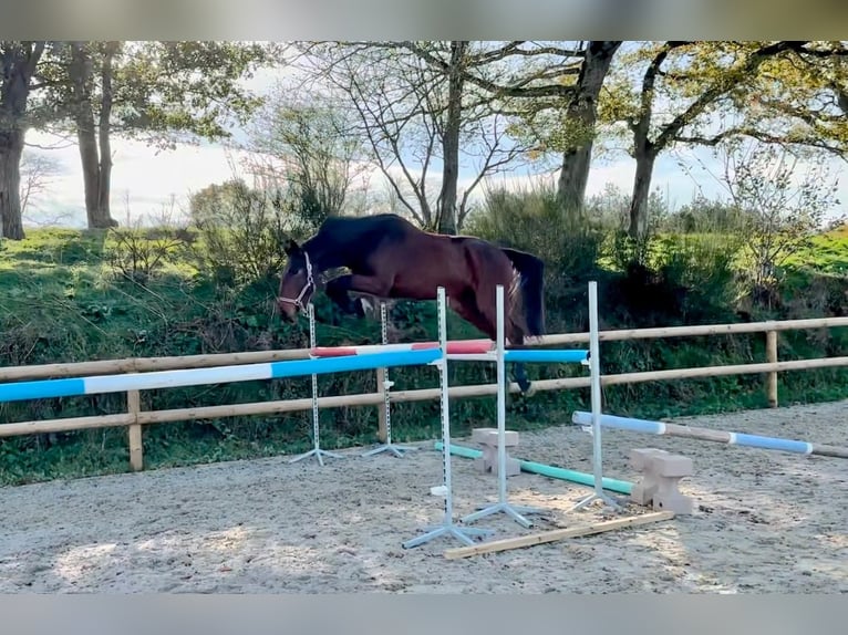 Caballo de deporte irlandés Caballo castrado 3 años 168 cm in Le Fenouiller