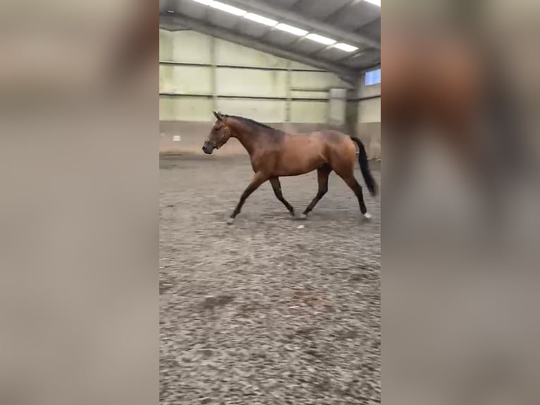 Caballo de deporte irlandés Caballo castrado 3 años 168 cm Castaño rojizo in Wexford