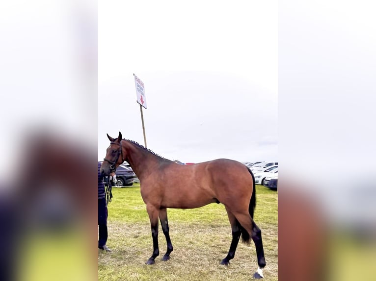 Caballo de deporte irlandés Caballo castrado 3 años 168 cm Castaño rojizo in Wexford