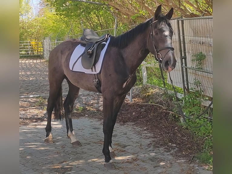 Caballo de deporte irlandés Caballo castrado 3 años 168 cm Tordillo negro in Blomberg