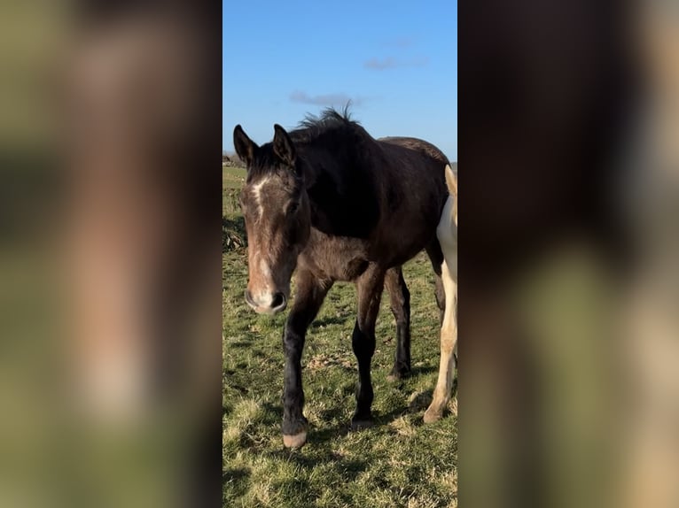 Caballo de deporte irlandés Caballo castrado 3 años 168 cm Tordo ruano in Pembrokeshire