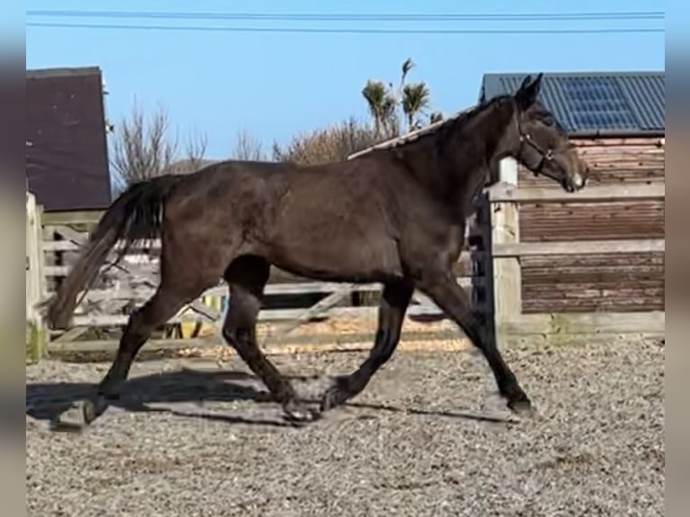 Caballo de deporte irlandés Caballo castrado 3 años 168 cm Tordo ruano in Pembrokeshire