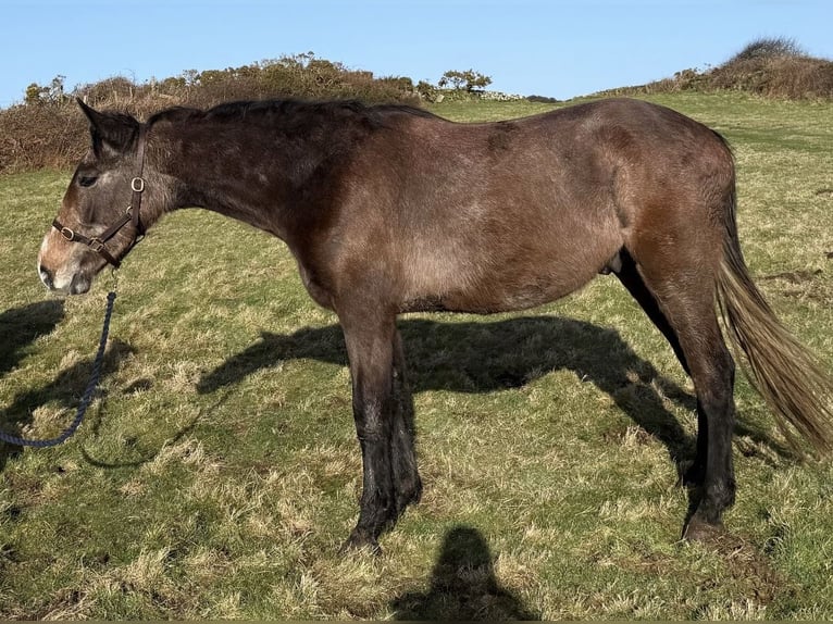 Caballo de deporte irlandés Caballo castrado 3 años 168 cm Tordo ruano in Pembrokeshire