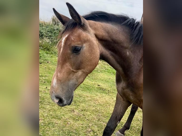 Caballo de deporte irlandés Caballo castrado 3 años 168 cm Tordo ruano in Pembrokeshire