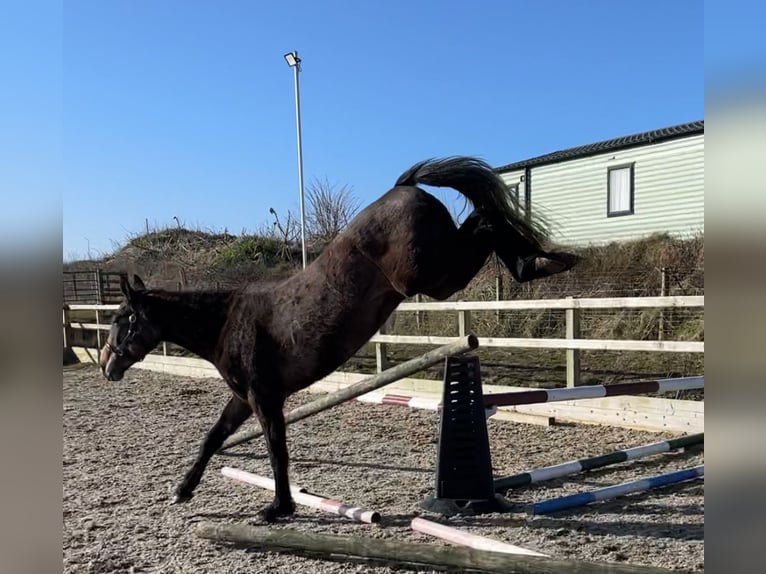 Caballo de deporte irlandés Caballo castrado 3 años 168 cm Tordo ruano in Pembrokeshire