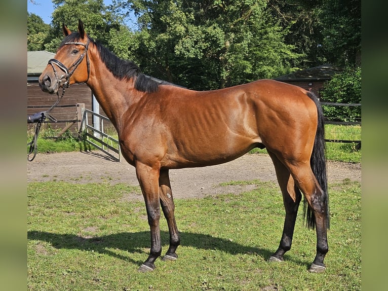 Caballo de deporte irlandés Caballo castrado 3 años 169 cm Castaño in Nettetal