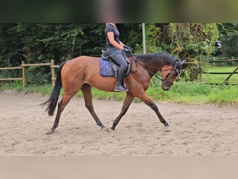 Caballo de deporte irlandés Caballo castrado 3 años 169 cm Castaño in Nettetal