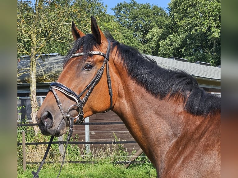 Caballo de deporte irlandés Caballo castrado 3 años 169 cm Castaño in Nettetal