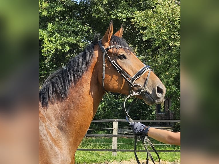 Caballo de deporte irlandés Caballo castrado 3 años 169 cm Castaño in Nettetal