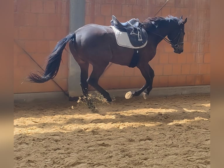 Caballo de deporte irlandés Caballo castrado 3 años 170 cm Castaño in Lage