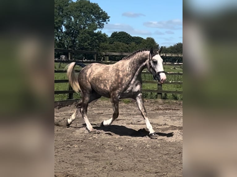 Caballo de deporte irlandés Caballo castrado 3 años 170 cm Tordo in Galway