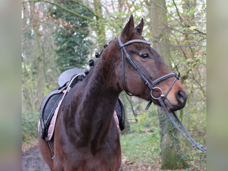 Caballo de deporte irlandés Caballo castrado 3 años 172 cm Morcillo in Nettetal